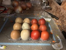 10 French Black Copper Marans