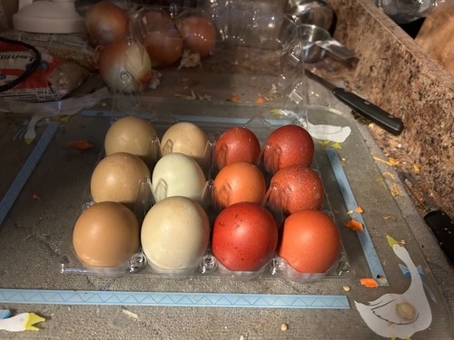 French black copper marans - 10,