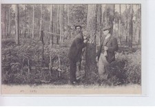 LANDES: chasse à la palombe
