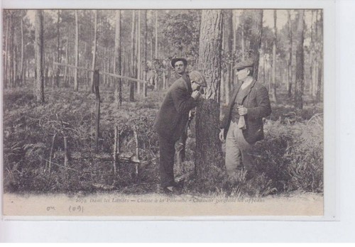 Landes chasse la palombe - landes:, à