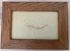 Rare Poisson Fossile