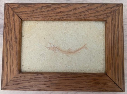 Rare poisson fossile - poisson,
