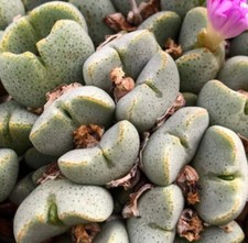 Conophytum taylorianum - no lithops