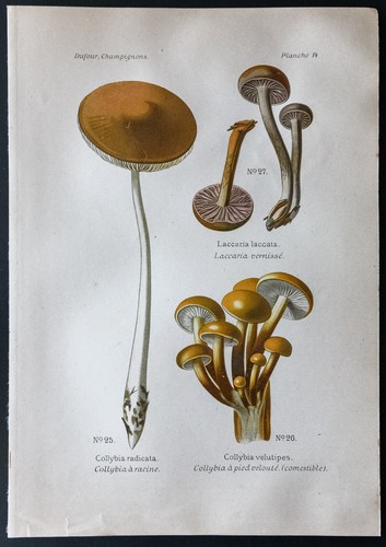 1891 planche couleur - 1891,