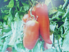 10 Graines De Tomate Cornue