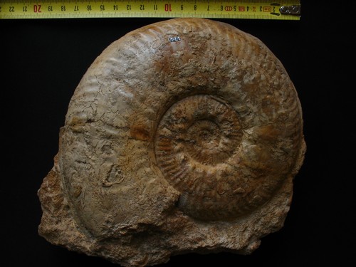 Ammonite toarcien haugia - ammonite,