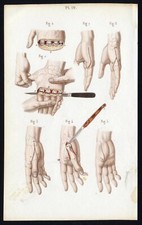 Cabinet de curiosité planche