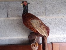 Taxidermie Beau Faisan