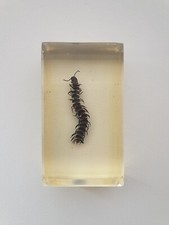 Insecte inclusion résine - ,
