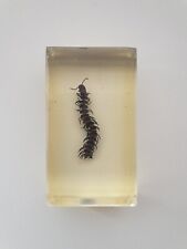 Insecte inclusion résine -