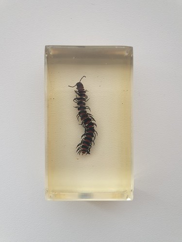 Insecte inclusion résine - ,