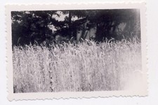 Vintage artistic small photo - high grass field