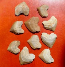 DENTS DE REQUINS FOSSILES 