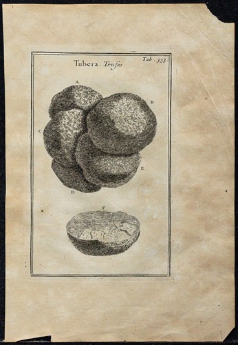 1719 truffes - -,