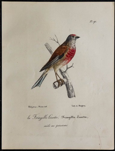 1830 linotte mélodieuse - 1830,