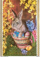 Animaux - Lapins - Lapin de