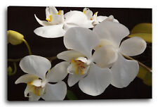 Toile/Cadres Fleur, images, orchidées, gros plan, noir, fond