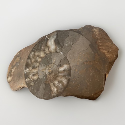 Ammonite fossile sciée polie - ammonite,