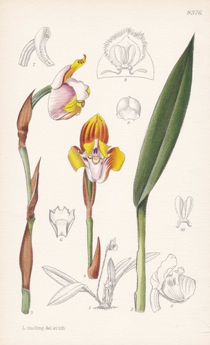 Maxillaria fucata amérique - fucata,