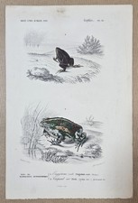 Gravure colorée Batracien Grenouille : Engystome ovale - Crapaud vert.  1861