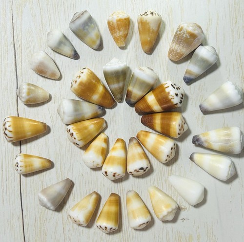 Coquille cône japon - coquille,