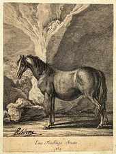 CHEVAL Eine Trachtige Stutte GRAVURE Animalia RIDINGER Jument Gestante XVIII°