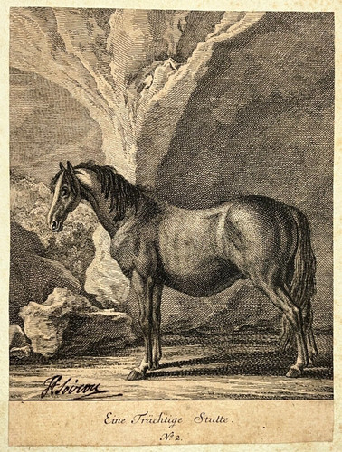 Cheval eine trachtige stutte - cheval,