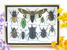 Insectes 3D - exotiques réel