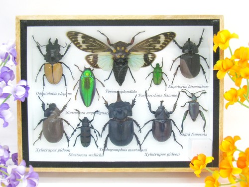 Insectes exotiques réel - insectes, 3d