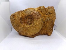Superbe ammonite fossile sur gangue