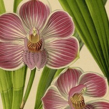 Décoration Botanique Fleur