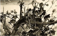 CPA Paris 5e-Vivarium-Insectes