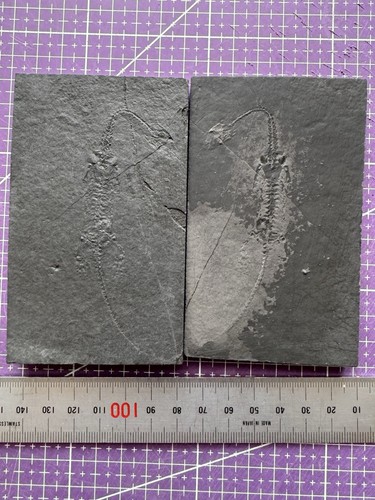 Fossile keichousaurus - 🦎fossile,