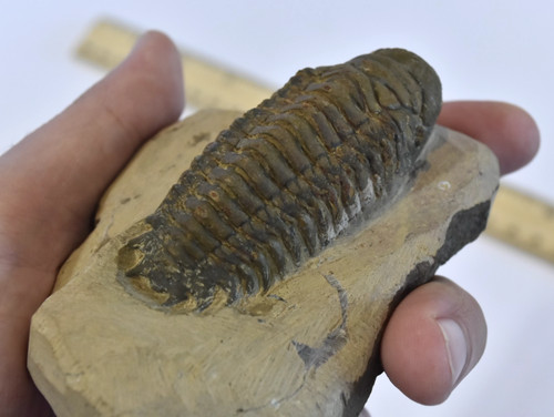 Trilobite fossil - trilobite,