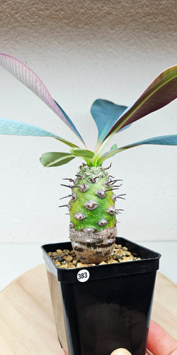 Euphorbia pachypodioides