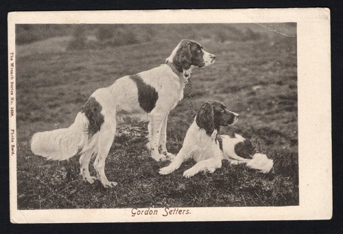 Dogs gordon setters - dogs-gordon, setters-wrench