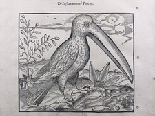 Toucan 1585 Ornithologie