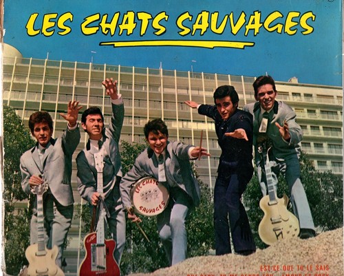 Les chats sauvages 25cm - chats,