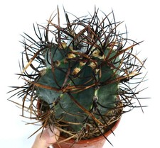 Astrophytum capricorne cv