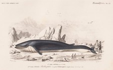 Gravure De Baleine Rorqual