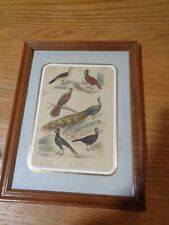 Gravure couleur de BUFFON encadrée oiseaux paon / éperonnier / hocco / yacouhou