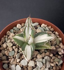 Agave Titanota "Mediopicta Alba" Compact. Cactus Caudex Succulente Plante 4/5Cm1