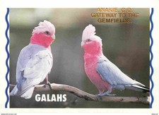 Animaux - Oiseaux - Cacatoès