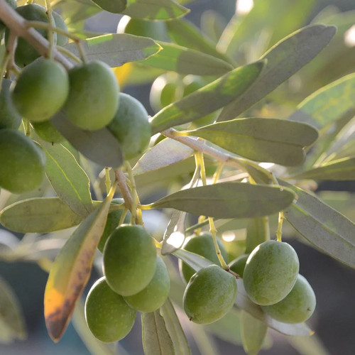 Olea europaea ascolana - olea,