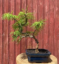 BONSAÏ PSEUDOLARIX AMABILIS