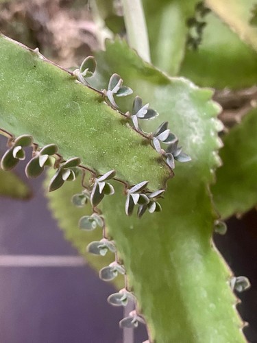 Kalanchoe daigremontiana - 🌿,