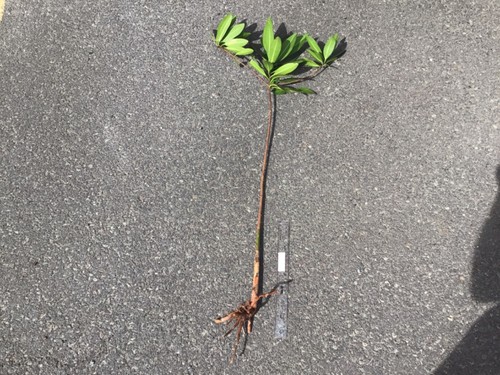 Large red mangrove aquarium - 1,