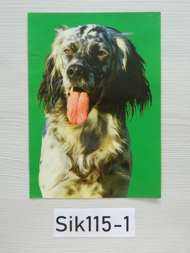 Cmx 15cm chien - chien, setter