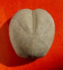 OURSIN FOSSILE CRÉTACÉ