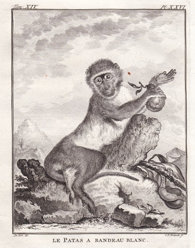 Patas wadi monkey husar - wadi,